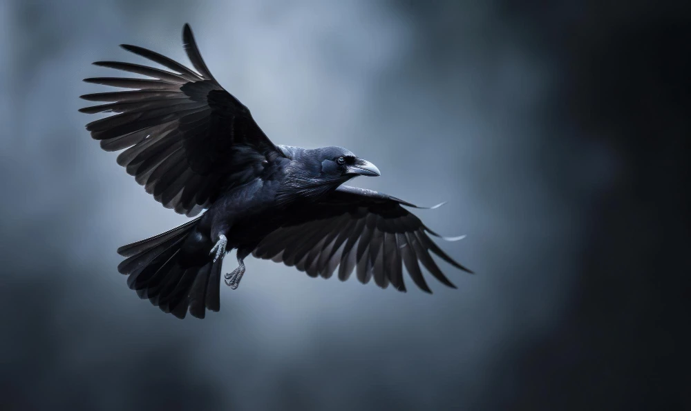 corbeau vole dans ciel ses ailes deployees