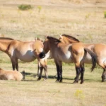 Dans les prés de Mongolie: protection des chevaux sauvages de Przewalski