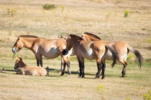 equus ferus przewalskii beaux chevaux sauvages dans leur habitat naturel