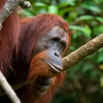 Dans les coulisses d’un sanctuaire d’orang-outans en Indonésie