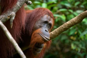 grand orang outan male arbre etat sauvage indonesie ile kalimantan borneo