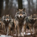 Sur les traces des loups du Yellowstone : équilibre entre nature et visiteurs